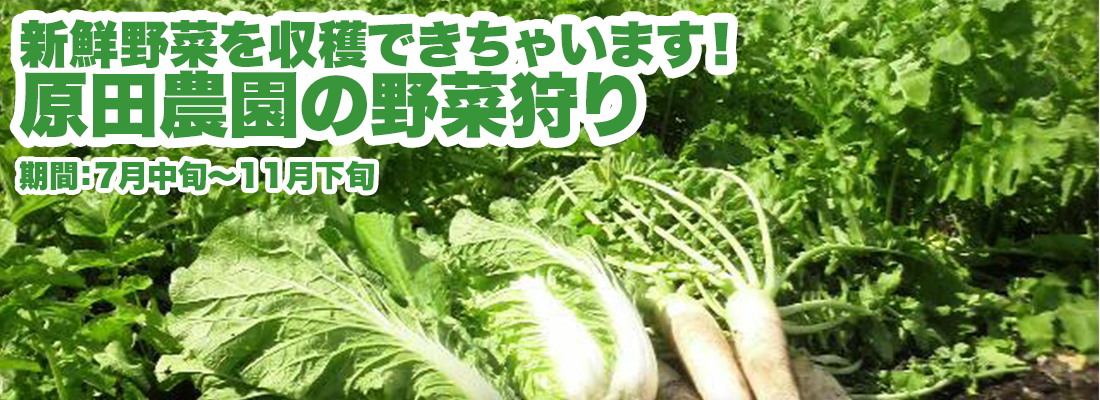 野菜狩り